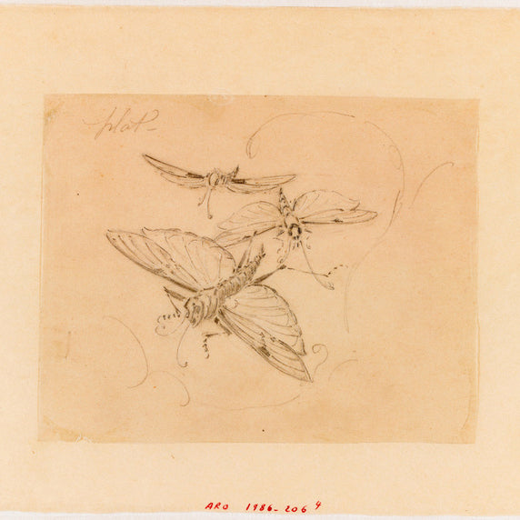 
                      
                        Macklowe Gallery Émile Gallé Marquetry "Mayfly and Ferns" Coffret
                      
                    